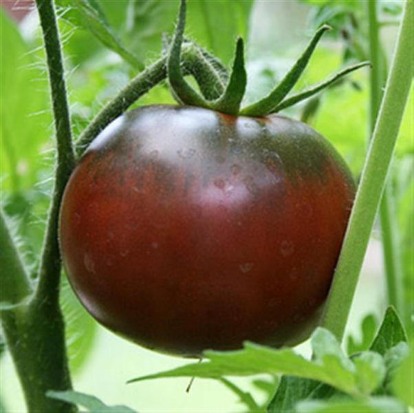 BLACK KRIM Russian Beefsteak tomato 20 seeds